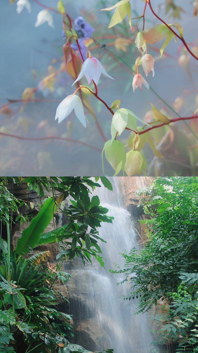昆明植物園｜我不允許還有人沒去過。