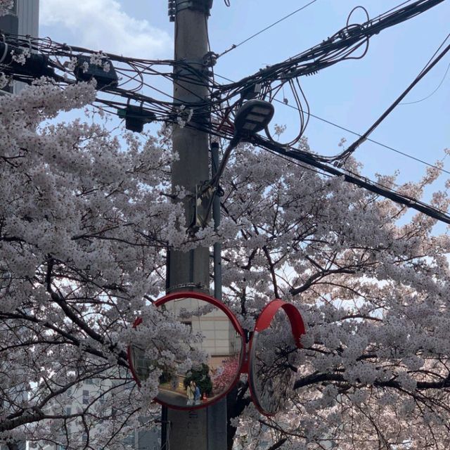 首爾櫻花，晝夜皆美🌸