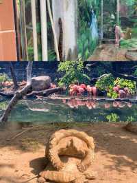 親子遊｜從深圳跑去廣州動物園，大怨種？