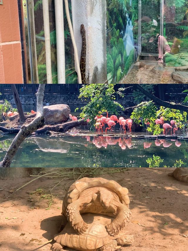 親子遊｜從深圳跑去廣州動物園，大怨種？