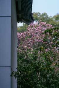 玉蘭吐芳