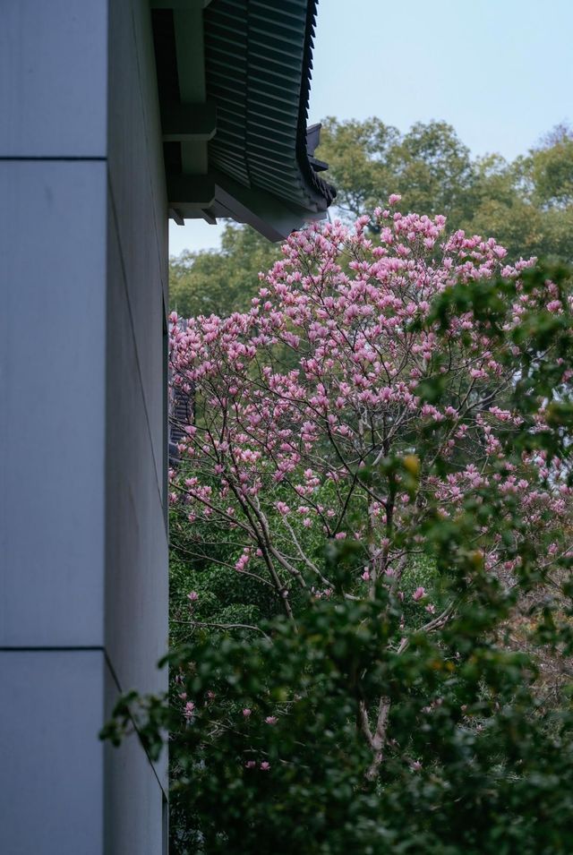 玉蘭吐芳