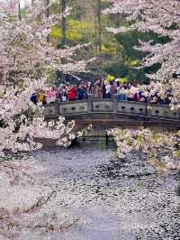 上海｜魯迅公園水上櫻花🌸3月實拍超絕美！