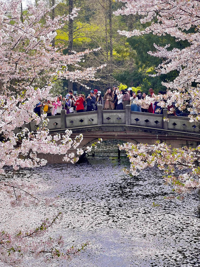 上海｜魯迅公園水上櫻花🌸3月實拍超絕美！