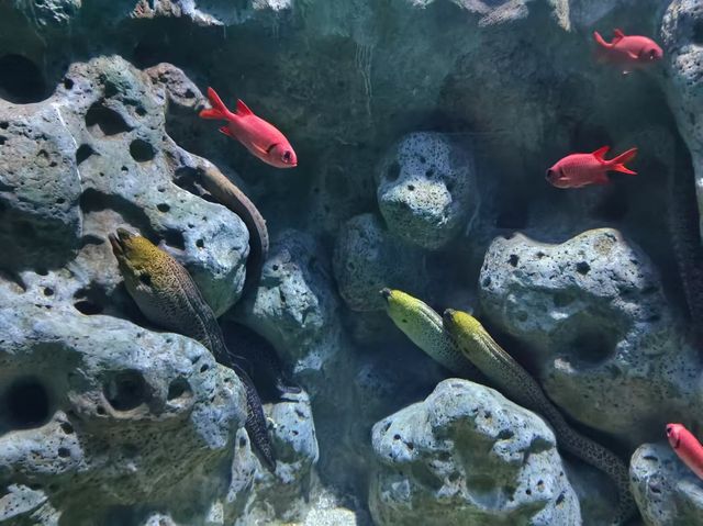與大理的小動物互動