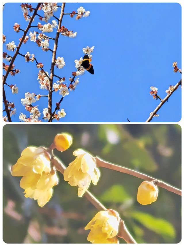 漫步梅關古道，領略千年韻味詩意濃濃