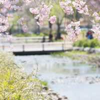 🌸被問爆的賞櫻聖地 | 萬博紀念公園