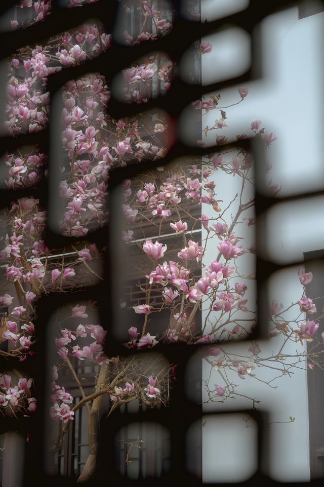 3月玉蘭地圖 無錫的玉蘭花開了！