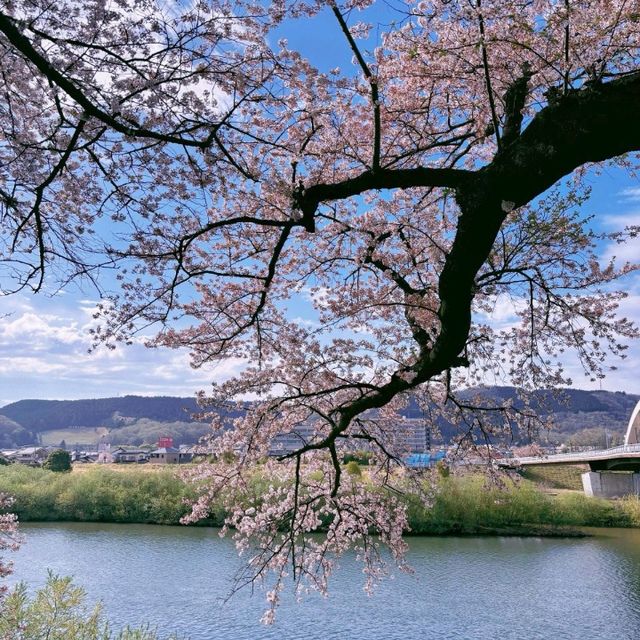 🌸白石川堤一目千本櫻，這趟真不虛此行！
