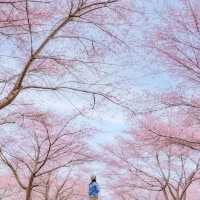 九州賞櫻攻略🌸8個人少絕美櫻花秘境大公開