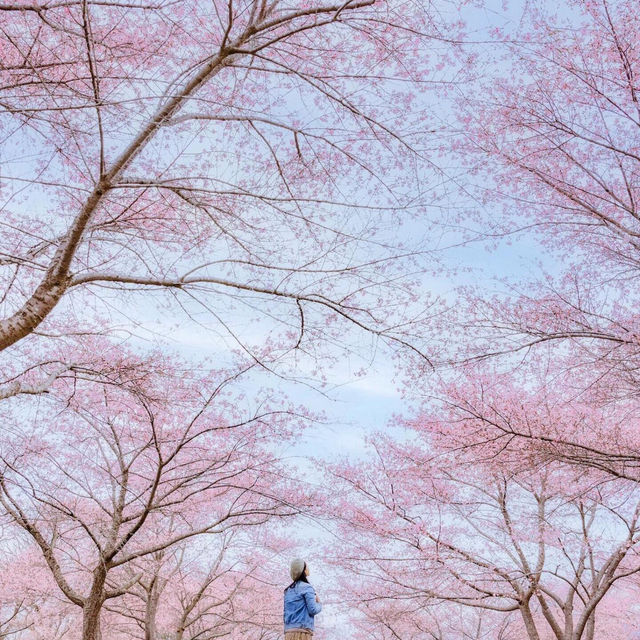 九州賞櫻攻略🌸8個人少絕美櫻花秘境大公開