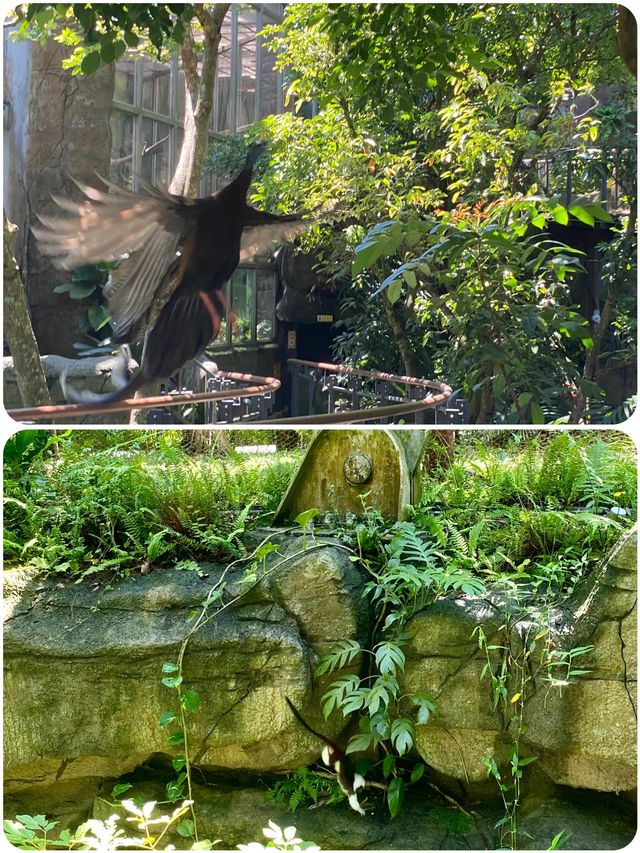 台北動物園超全遊玩攻略來啦！