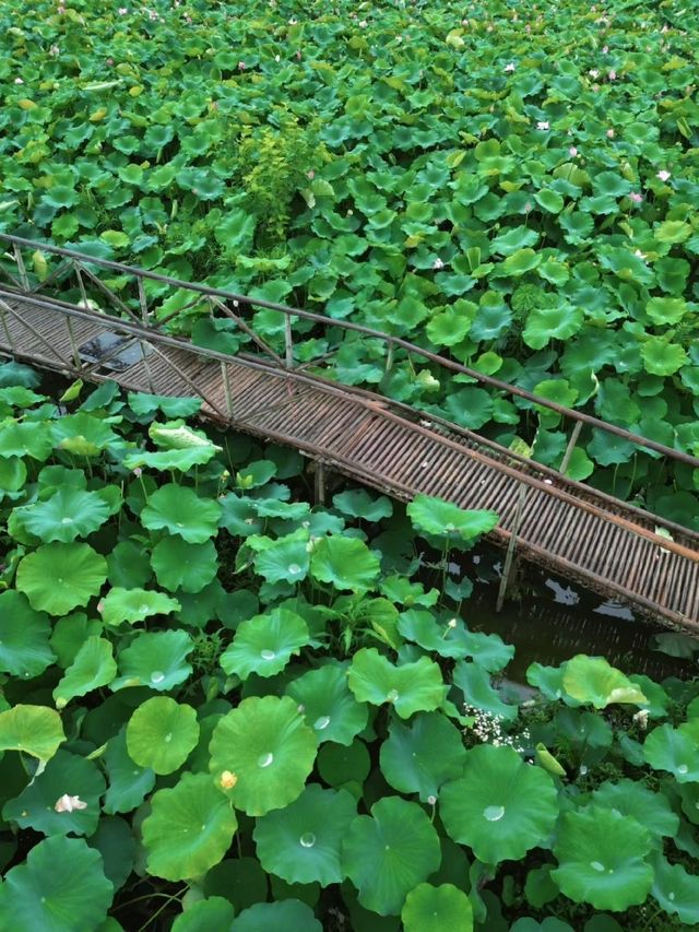 誤入荷花深處🪷杭州免費賞荷採摘地