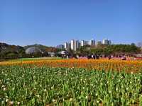 湖南省植物園鬱金香盛放