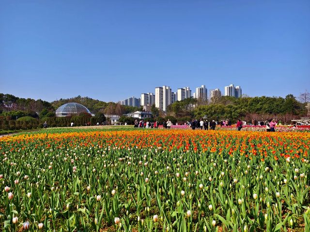 湖南省植物園鬱金香盛放