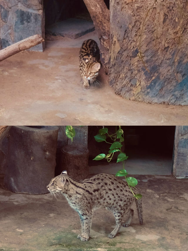 胡志明西貢動物園及其周邊