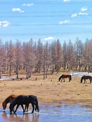 Ulanqab-Ordos 2-Day Tour | A Spring Feast of Flowers