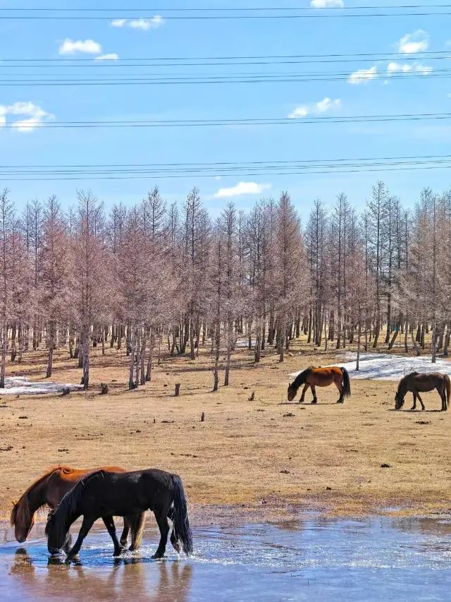 Ulanqab-Ordos 2-Day Tour | A Spring Feast of Flowers