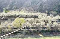 2025.3.22-23四川阿壩州金川梨花兩日遊