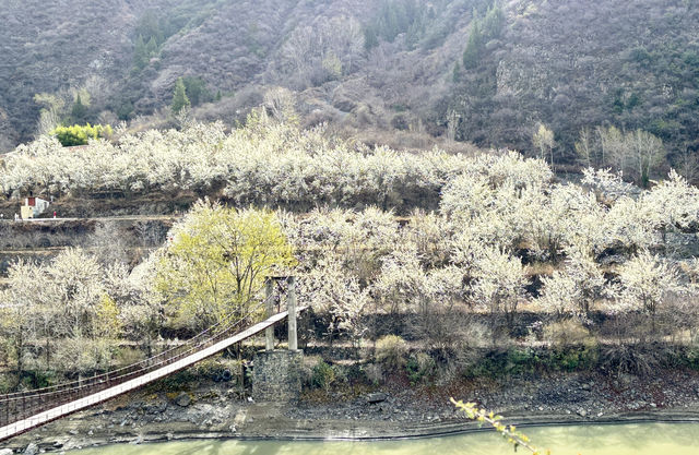 2025.3.22-23四川阿壩州金川梨花兩日遊