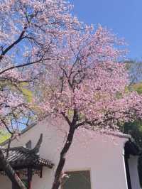 紫竹院杏梅花海盛放