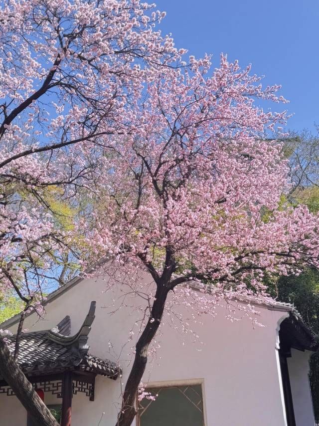 紫竹院杏梅花海盛放
