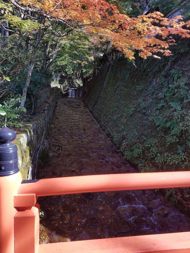 日本8日遊清明賞花正當時別錯過