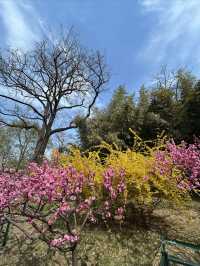 北京免費郊遊賞春公園～