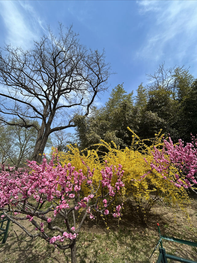 北京免費郊遊賞春公園～