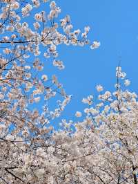 最美櫻花季｜唔使去東京，喺北京玉淵潭都有得睇