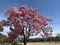 🌸2025大阪櫻花最新進度 | 超詳細追櫻指南