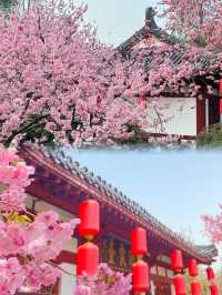 櫻花開了