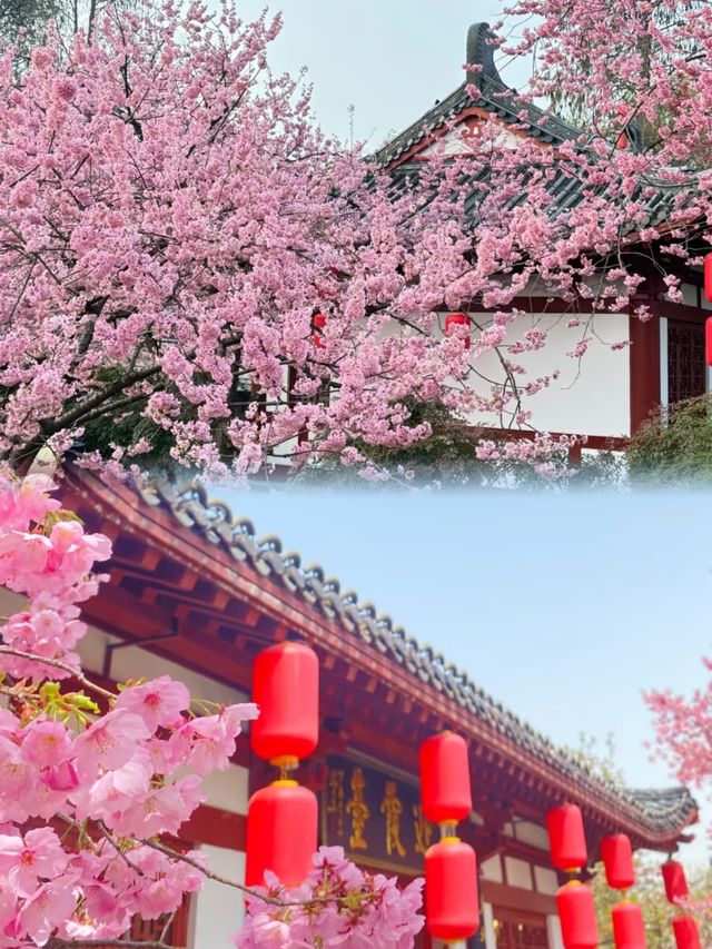 櫻花開了