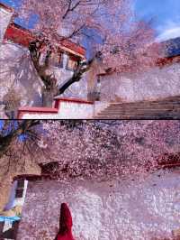 春季賞桃花圖鑑：拉薩行