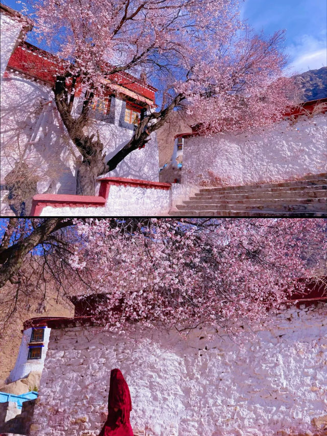 春季賞桃花圖鑑：拉薩行