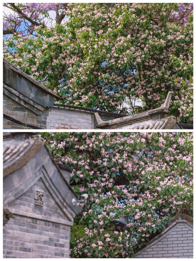 北京恭儉胡同樹影婆娑，環境優美，令人嚮往