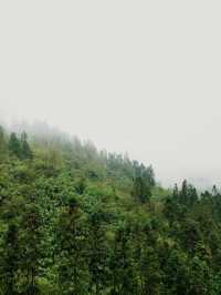 成都 . 都江堰龍池 | 高山杜鵑開啦