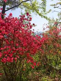 雲台山賞映山紅環線