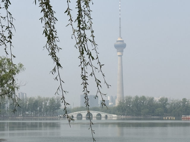 玉淵潭公園/京城櫻花C位