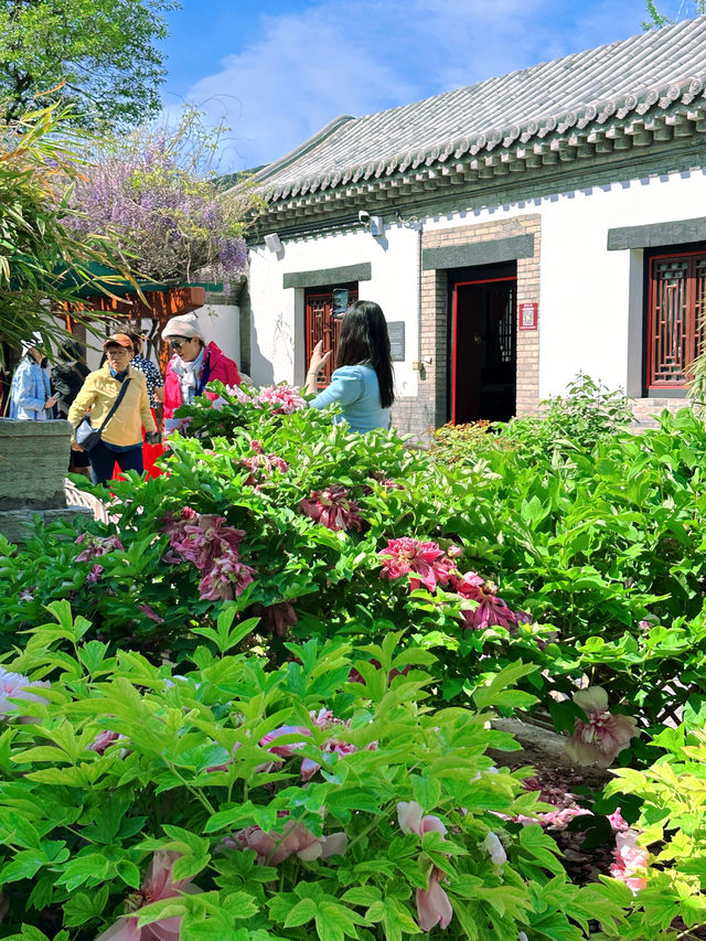 濰坊春日賞櫻花 | 奎文門+十笏園超全攻略