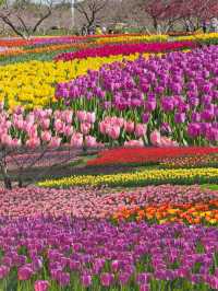 大連英歌石植物園，賞花遛娃兒一站式