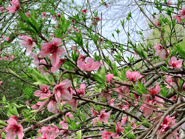 赴一場春日之約！西湖桃花秘境拍照超出片