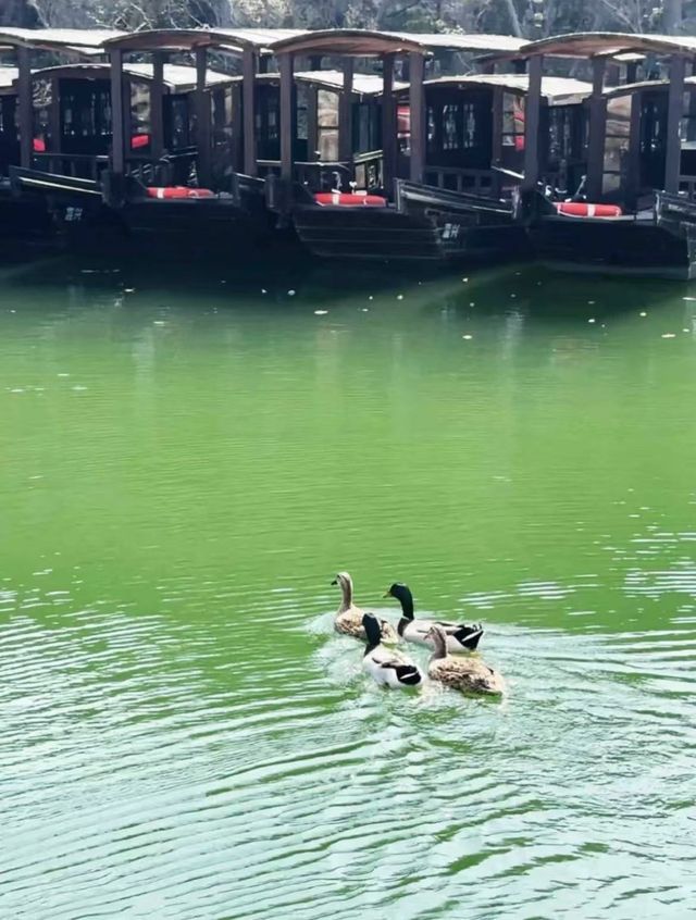 寶藏旅遊地鹽官古城-潮樂古城