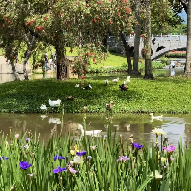 深圳·去一次就會愛上的公園🍃中心公園