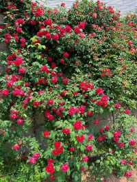 綿陽·將開區｜薔薇花牆3米高&百米長