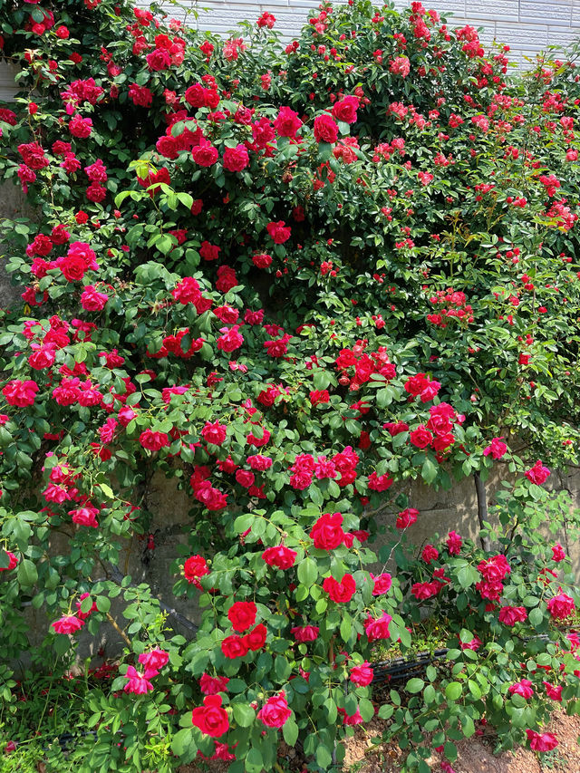 綿陽·將開區｜薔薇花牆3米高&百米長
