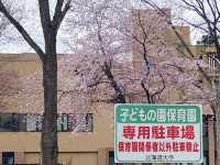 🌸🌸🌸北海道大學的櫻花，簡直美到犯規！