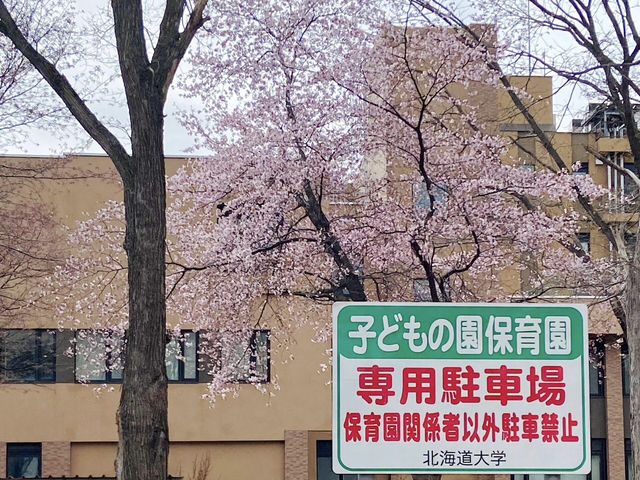 🌸🌸🌸北海道大學的櫻花，簡直美到犯規！