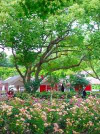 杭州都有屬於自己的「莫奈」花園！