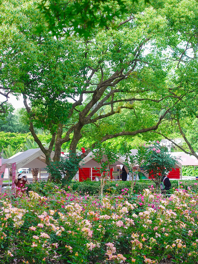 杭州都有屬於自己的「莫奈」花園！